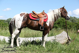 Paint horse hřebec OLENAS VALENTINE